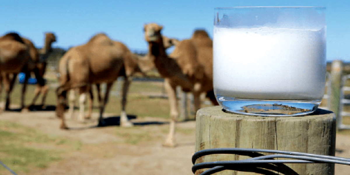 اونٹنی کا دودھ