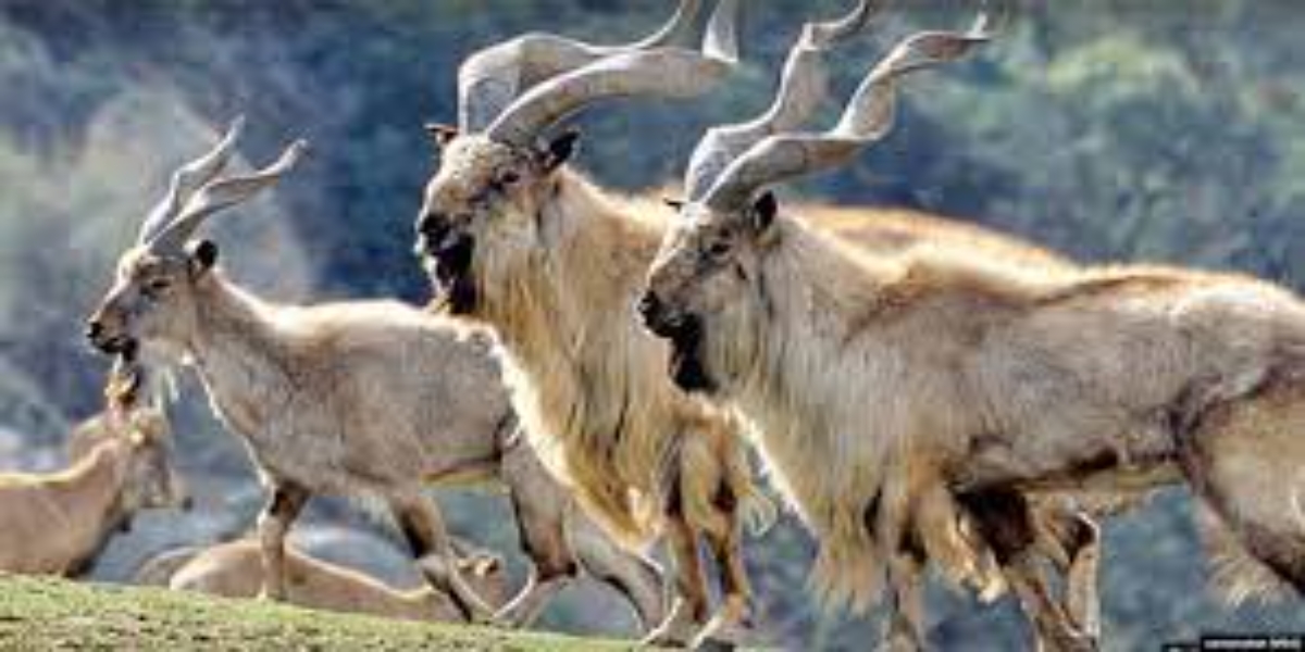 Markhor, the national animal, began to disappear in Chitral – PRO IQRA NEWS